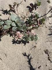 Atriplex leucophylla