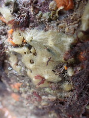 Halichondria panicea