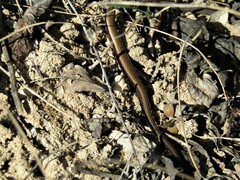 Ablepharus kitaibelii