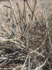 Ephedra aspera