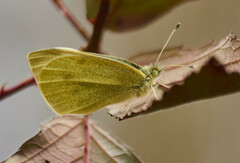 Pieris mannii