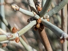 Ephedra aspera
