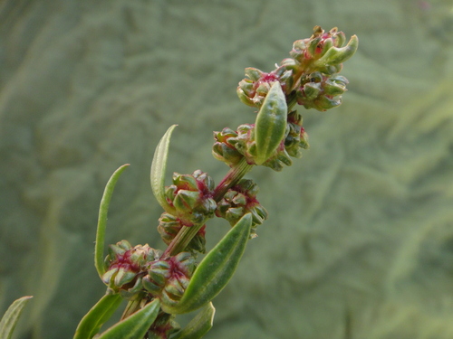 Beta macrocarpa (Beta macrocarpa)