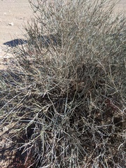 Ephedra aspera
