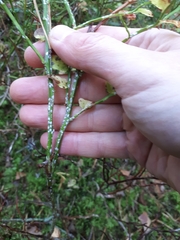 Chionaspis salicis