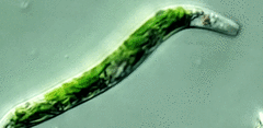 Euglena mutabilis