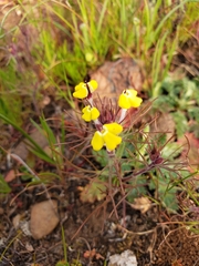 Triphysaria eriantha
