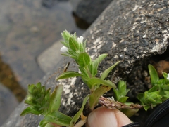 Hygrophila polysperma