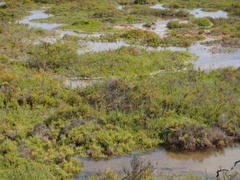 Arthrocaulon macrostachyum