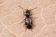 Bembidion articulatum