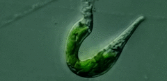 Euglena mutabilis