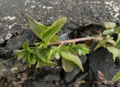 Hygrophila polysperma