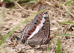 Charaxes saturnus