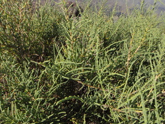 Arthrocaulon macrostachyum