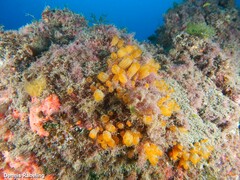 Stolonica socialis