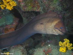 Gymnothorax unicolor