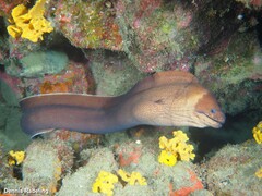 Gymnothorax unicolor