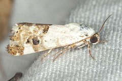 Acontiinae