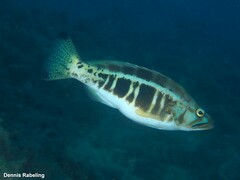 Serranus atricauda