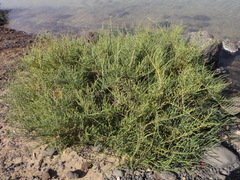 Arthrocaulon macrostachyum