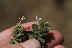 Phaulopsis imbricata