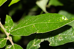 Cestrum strigilatum