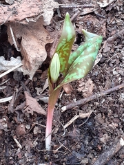 Erythronium