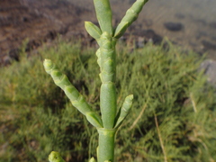 Arthrocaulon macrostachyum