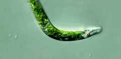 Euglena mutabilis