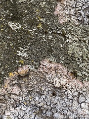 Marchandiomyces corallinus