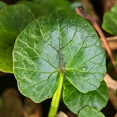 Ficaria verna