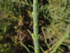 Arthrocaulon macrostachyum