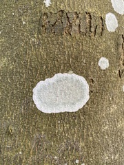 Phlyctis argena