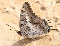 Charaxes achaemenes achaemenes
