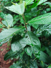 Cestrum strigilatum