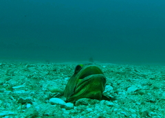 Finespotted Jawfish photo 3