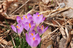 Macroglossum stellatarum