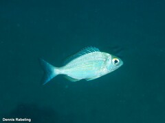 Spondyliosoma cantharus