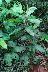 Cestrum strigilatum