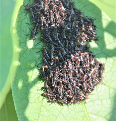 Stenomacra marginella