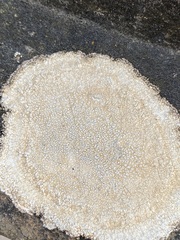 Circinaria calcarea