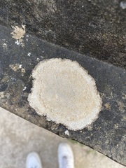 Circinaria calcarea