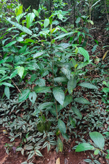 Cestrum strigilatum