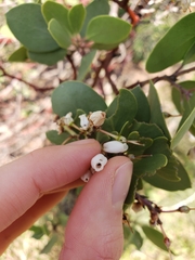 Arctostaphylos manzanita