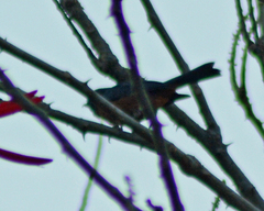Diglossa baritula