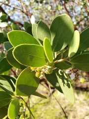 Arctostaphylos manzanita