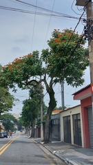 Spathodea campanulata