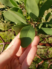 Arctostaphylos manzanita