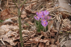 Macroglossum stellatarum