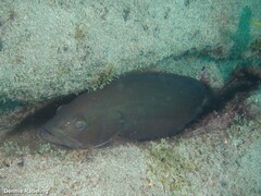 Epinephelus costae